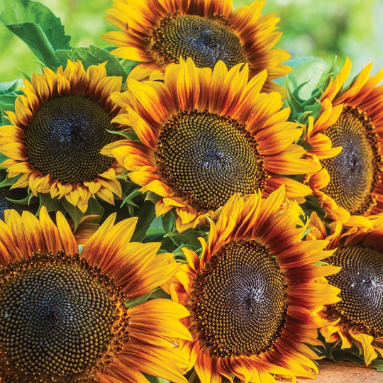 Sunflower Fire Catcher - Burpee Seeds