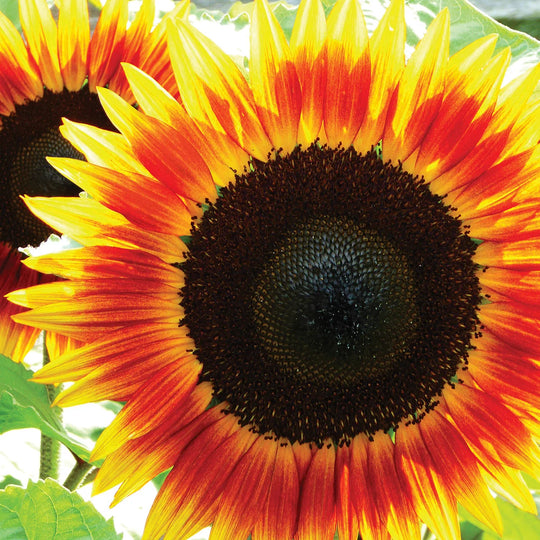 Sunflower Fire Catcher - Burpee Seeds