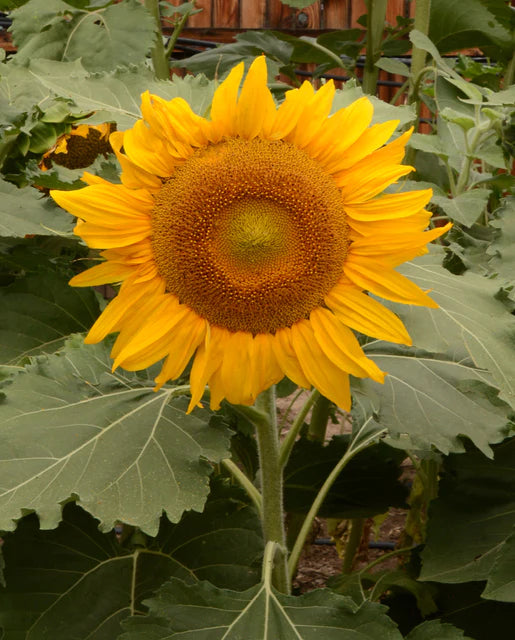 Sunflower Incredible - West Coast Seeds