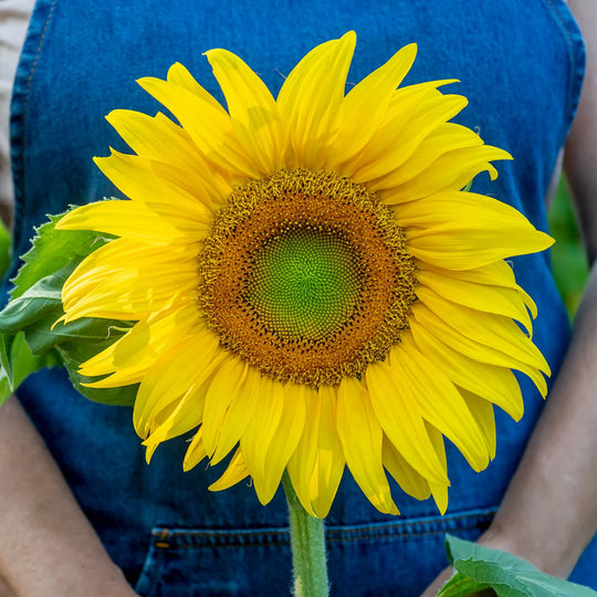 Sunflower Mammoth - Burpee Seeds