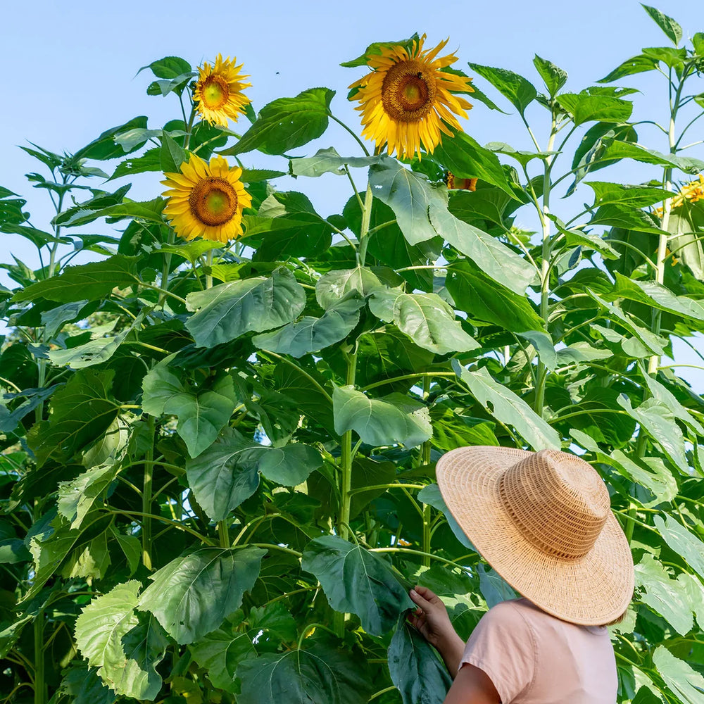 Sunflower Mammoth - Burpee Seeds