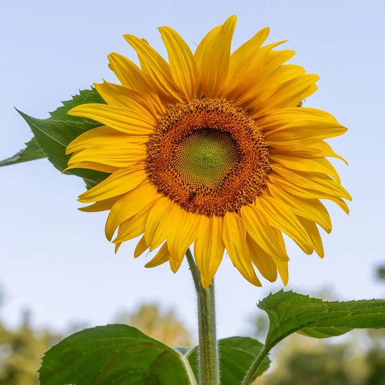 Sunflower Mammoth - Burpee Seeds