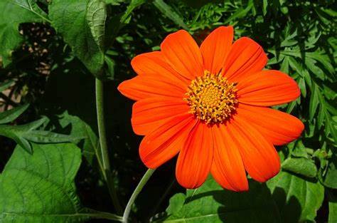 Tithonia Mexican Sunflower - Pacific Northwest Seeds