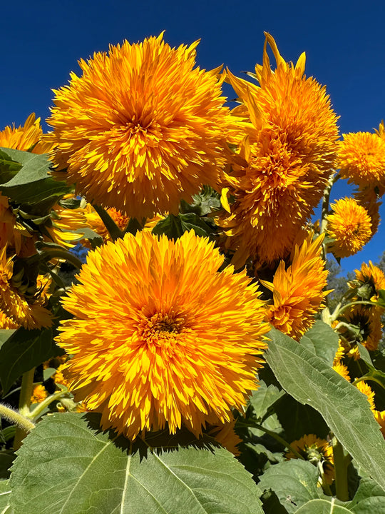 Sunflower Sun Bear - Renee's Garden Seeds