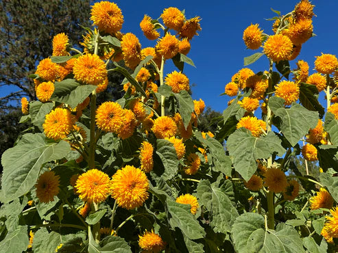 Sunflower Sun Bear - Renee's Garden Seeds