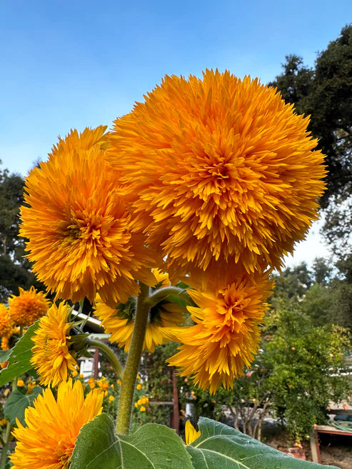 Sunflower Sun Bear - Renee's Garden Seeds