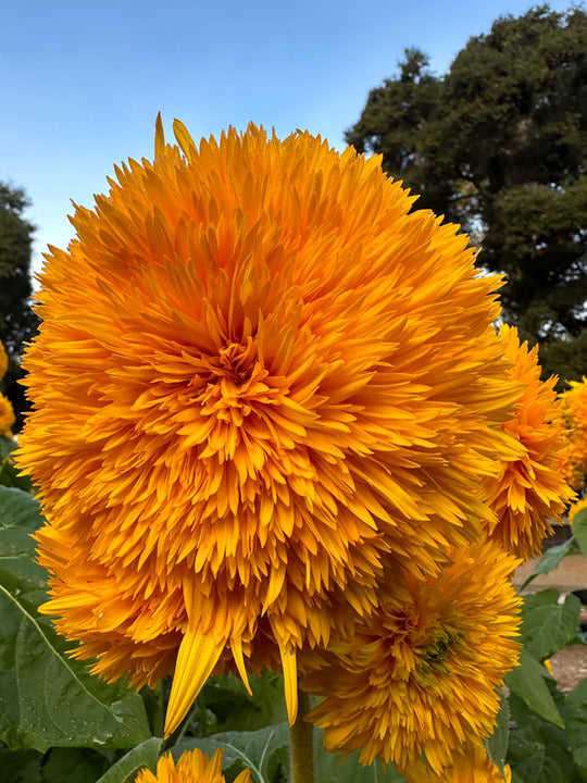 Sunflower Sun Bear - Renee's Garden Seeds