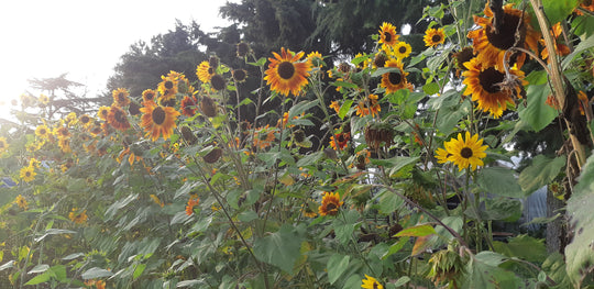 Sunflower Sunshine Mix - Saanich Organics
