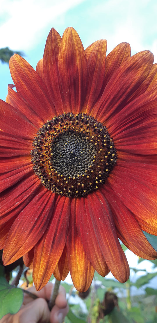Sunflower Sunshine Mix - Saanich Organics
