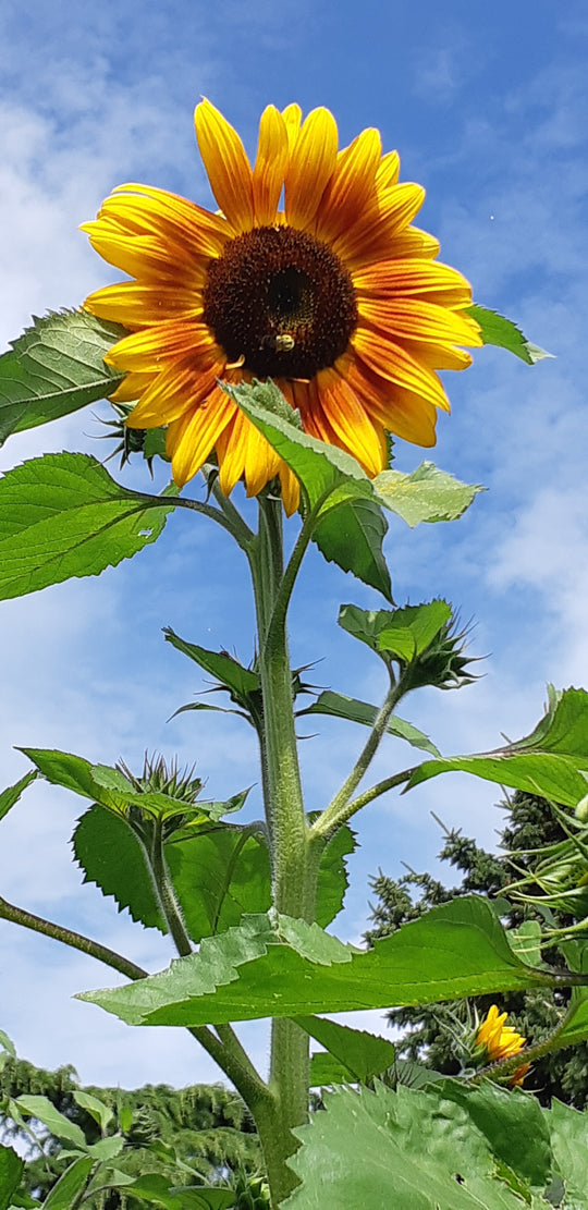 Sunflower Sunshine Mix - Saanich Organics
