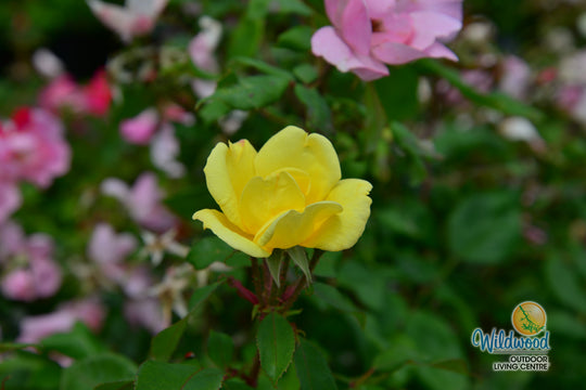 Sunny Knock Out - Weeks Rose