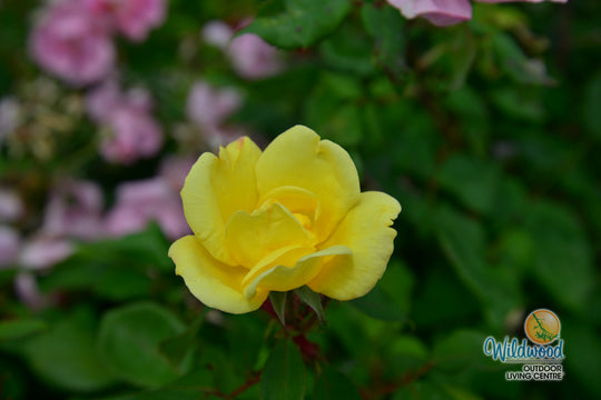 Sunny Knock Out - Weeks Rose