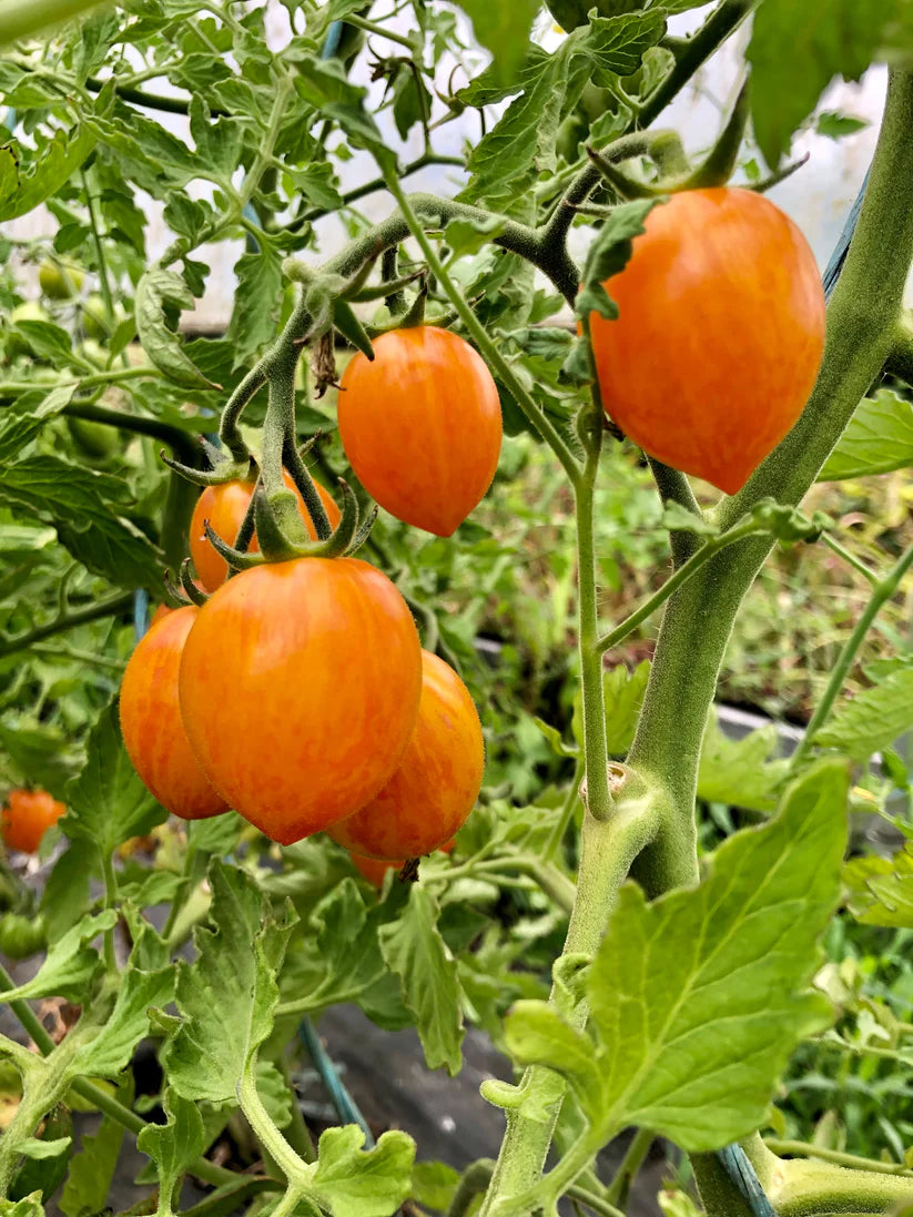 Tomato Sunrise Bumblebee - Saanich Organics