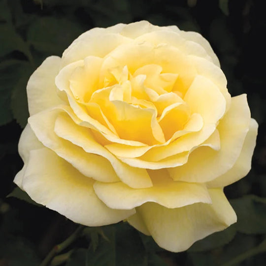 Sunshine Daydream™ - Star Roses and Plants