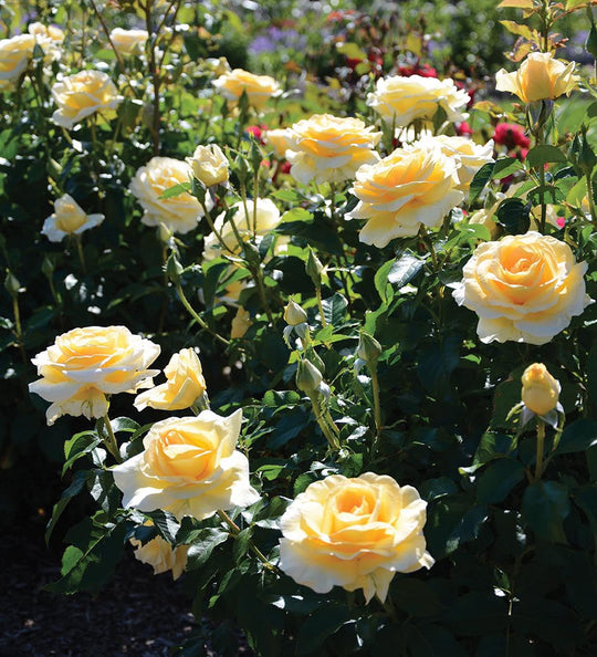 Sunshine Daydream™ - Star Roses and Plants