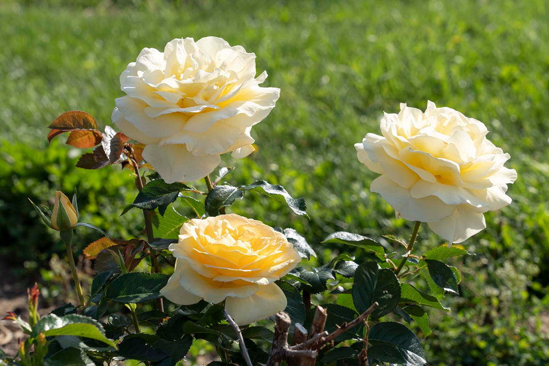 Sunshine Daydream™ - Star Roses and Plants