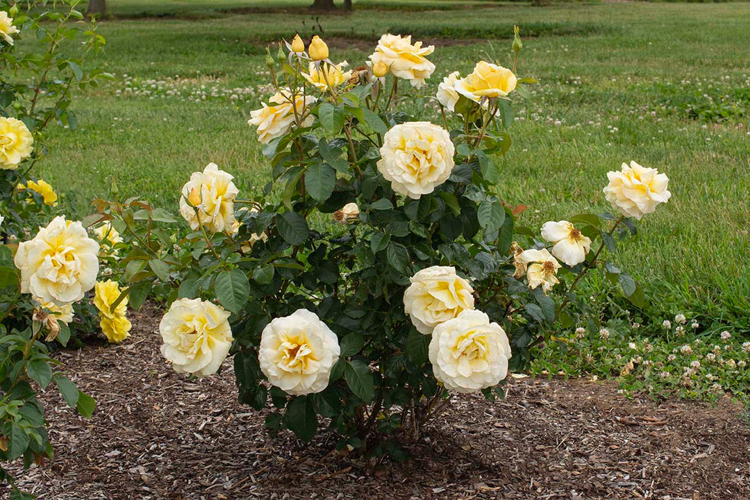Sunshine Daydream™ - Star Roses and Plants