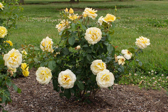 Sunshine Daydream™ - Star Roses and Plants