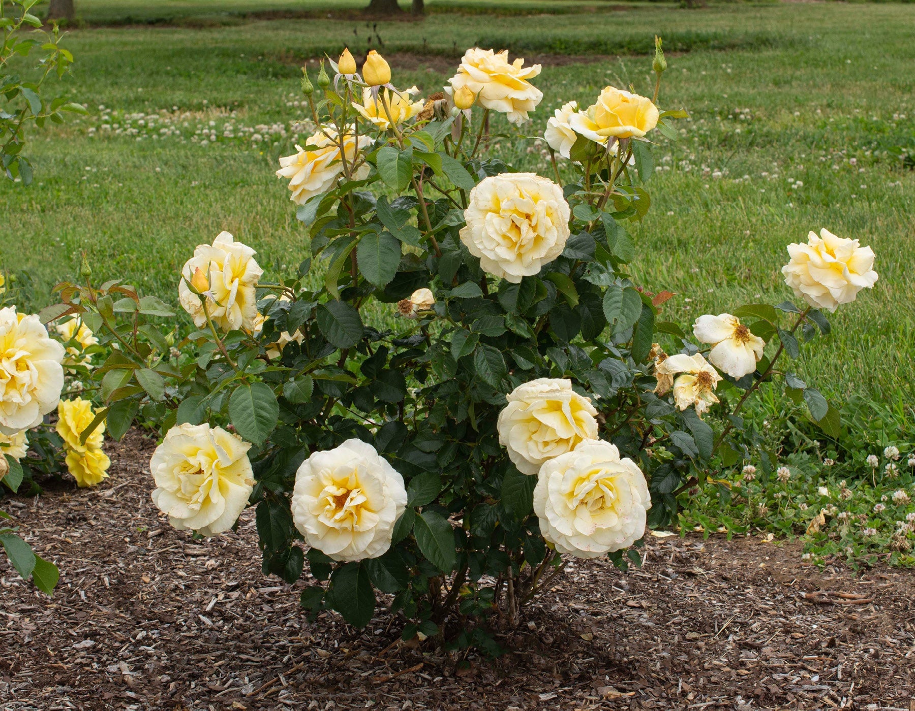 Sunshine Daydream™ - Star Roses and Plants – Wildwood Outdoor Living