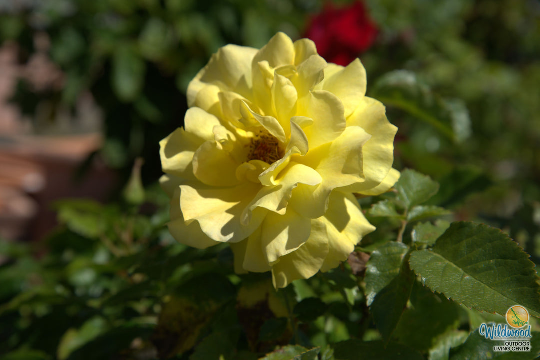 Sunsprite - Kordes® Roses