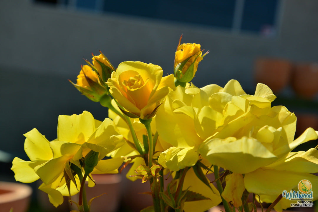 Sunsprite - Kordes® Roses