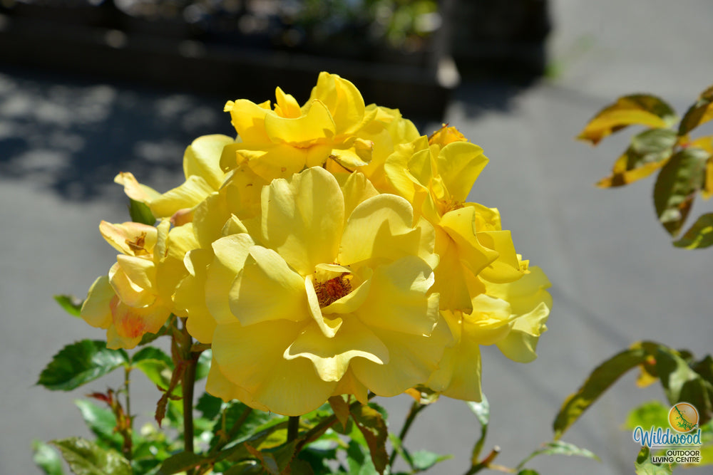 Sunsprite - Kordes® Roses