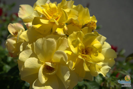 Sunsprite - Kordes® Roses