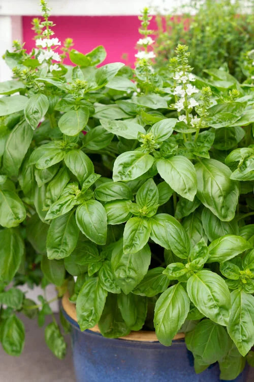 Herb Garden Jumbo - Ontario Seed Company