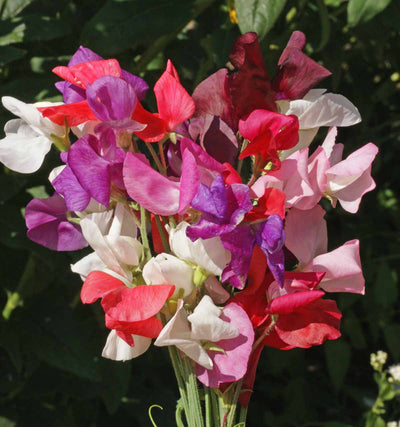 Sweet Pea Royal Family Mix - Pacific Northwest Seeds