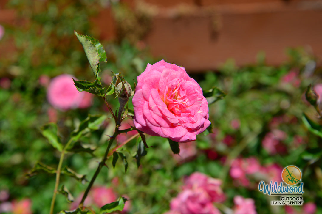 Sweet Drift - Star Roses and Plants