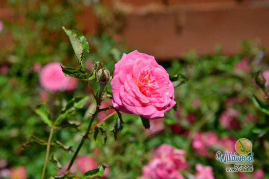 Sweet Drift - Star Roses and Plants