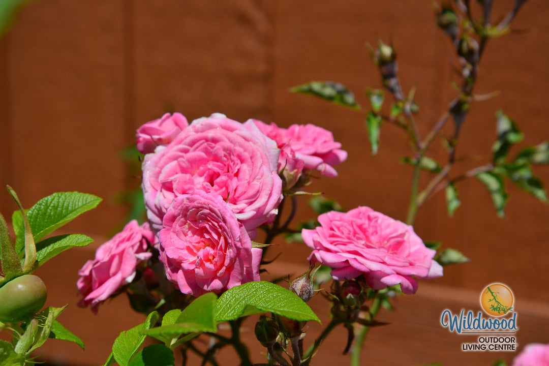 Sweet Drift - Star Roses and Plants