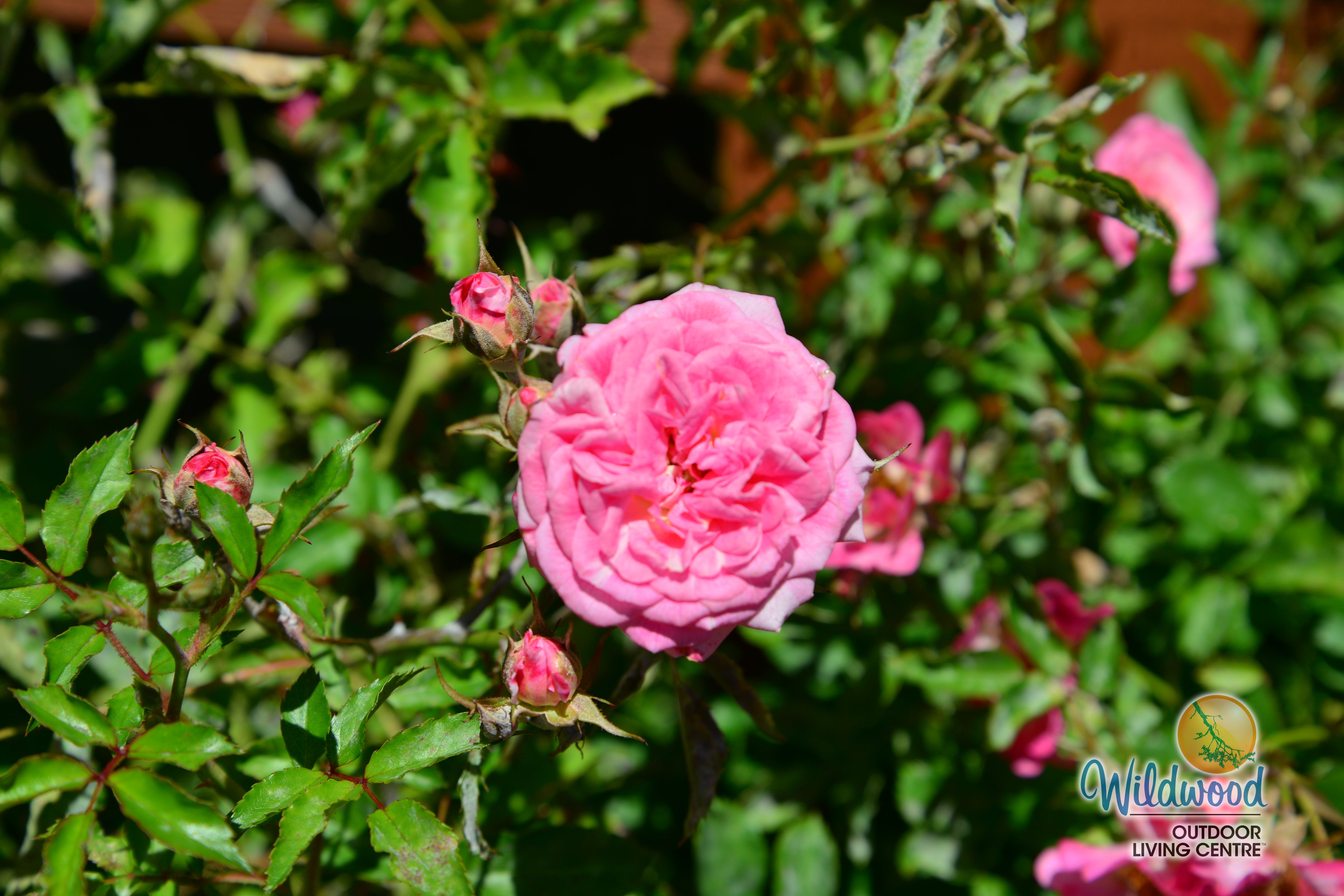 Sweet Drift - Star Roses and Plants – Wildwood Outdoor Living