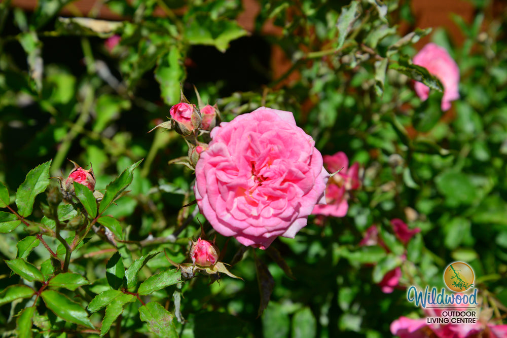Sweet Drift - Star Roses and Plants