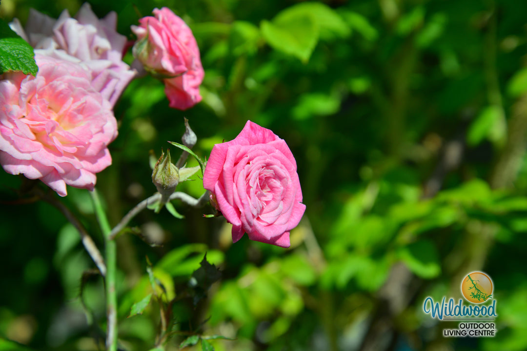 Sweet Drift - Star Roses and Plants