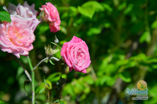 Sweet Drift - Star Roses and Plants
