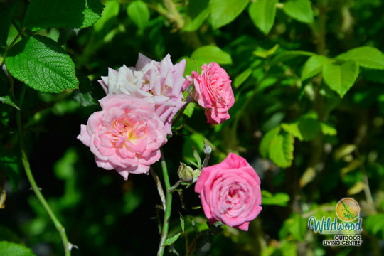 Sweet Drift - Star Roses and Plants