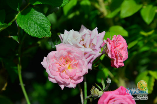 Sweet Drift - Star Roses and Plants