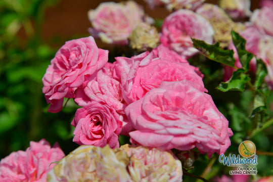 Sweet Drift - Star Roses and Plants