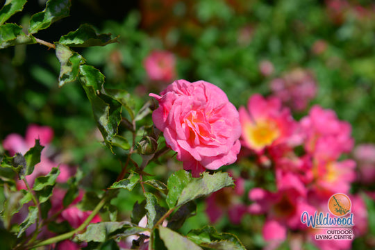 Sweet Drift - Star Roses and Plants