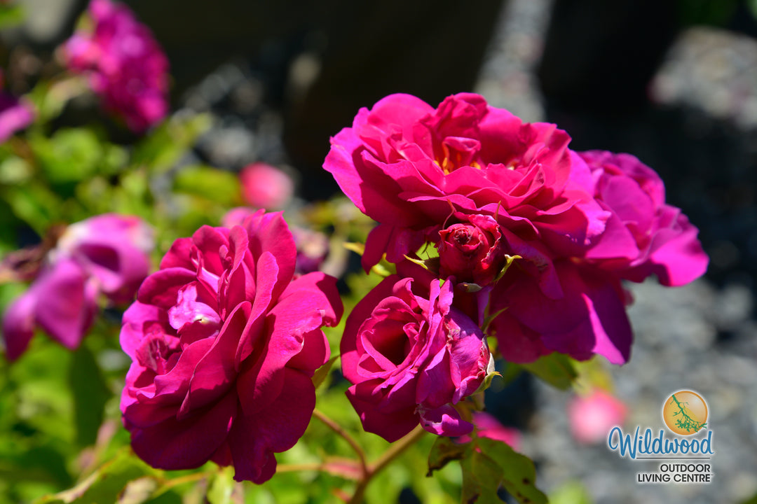 Sweet Madame Blue - Weeks Rose
