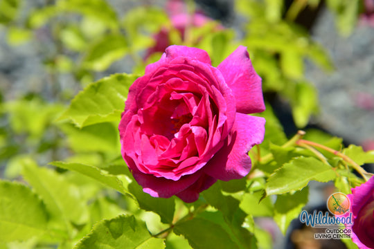 Sweet Madame Blue - Weeks Rose