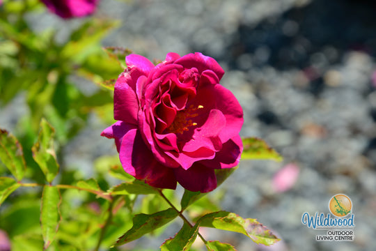Sweet Madame Blue - Weeks Rose