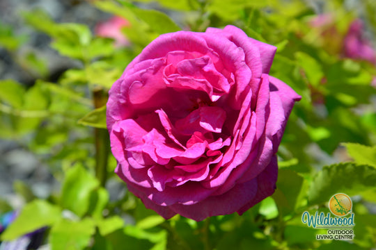 Sweet Madame Blue - Weeks Rose