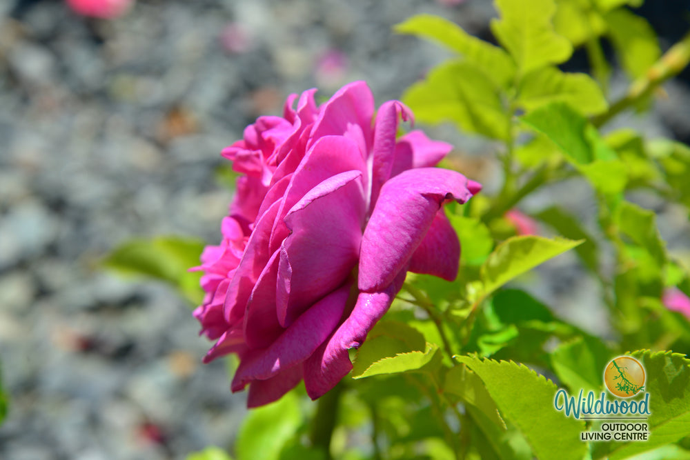Sweet Madame Blue - Weeks Rose