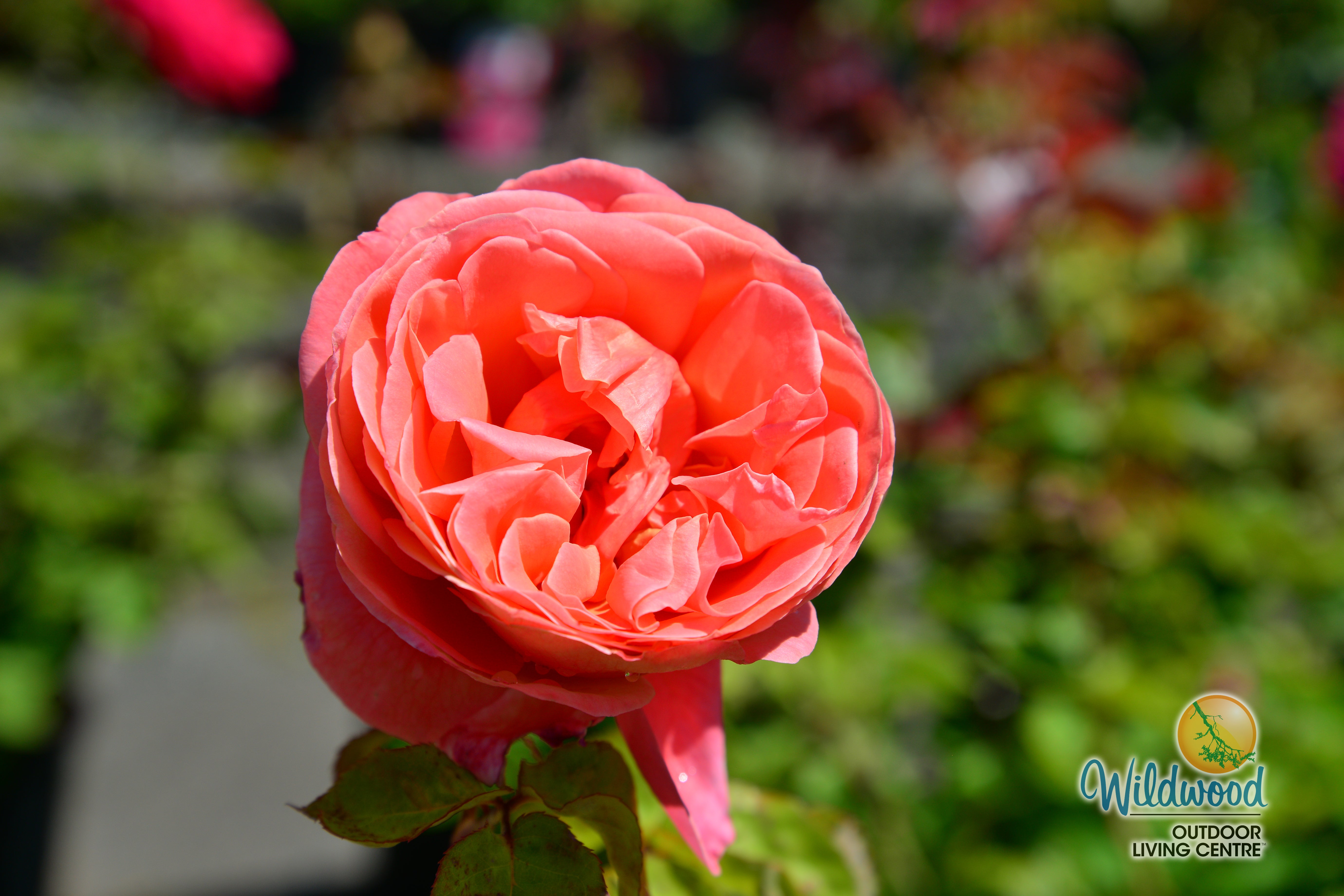 Sweet Mademoiselle - Star Roses and Plants – Wildwood Outdoor Living