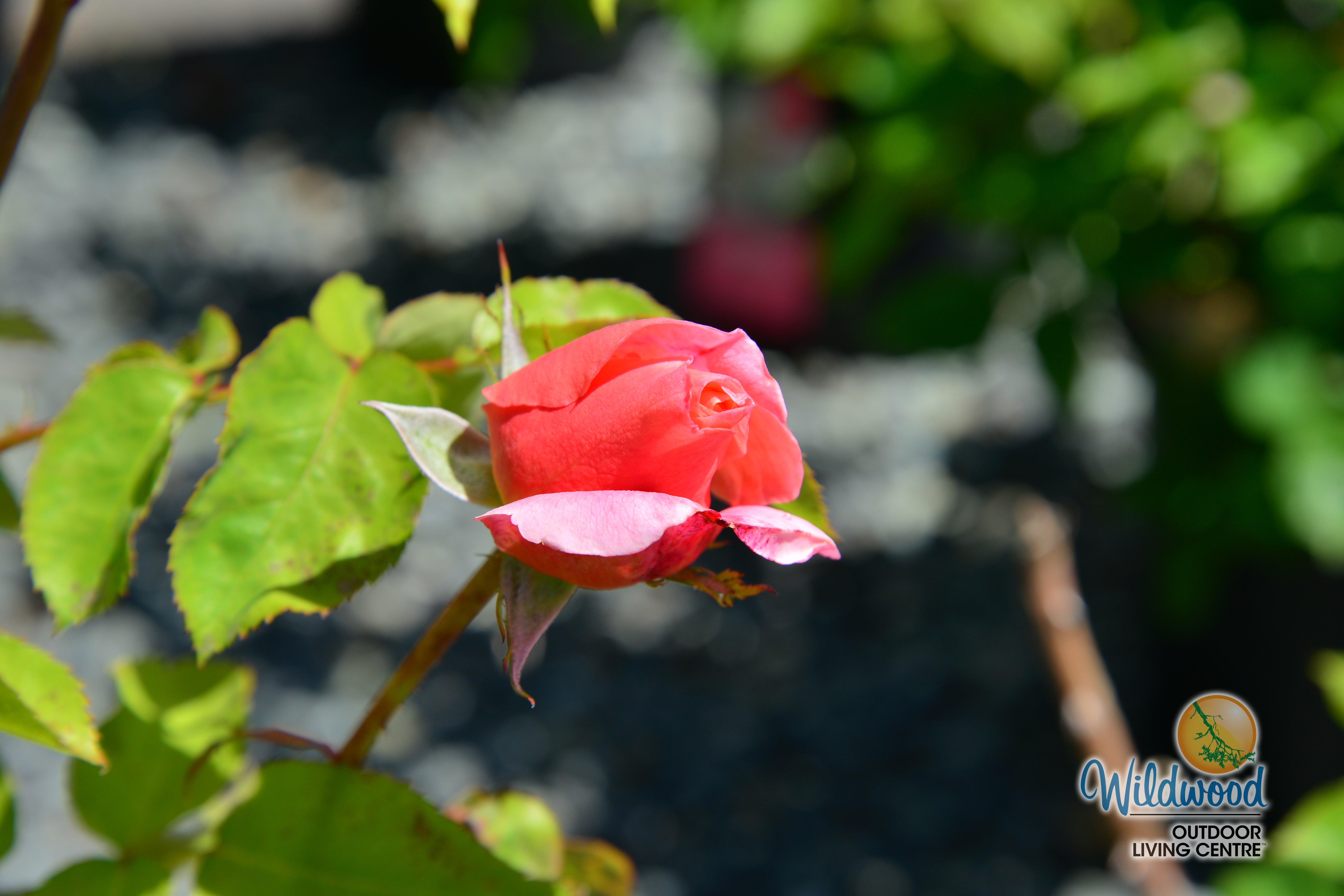 Sweet Mademoiselle - Star Roses and Plants – Wildwood Outdoor Living
