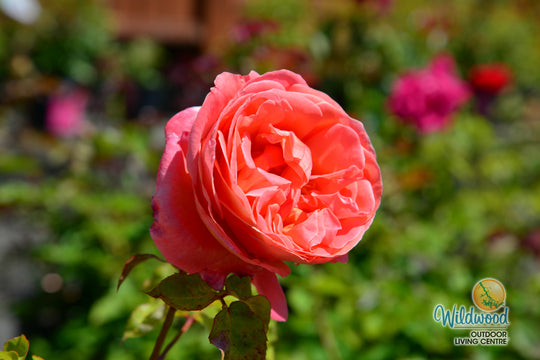 Sweet Mademoiselle - Star Roses and Plants