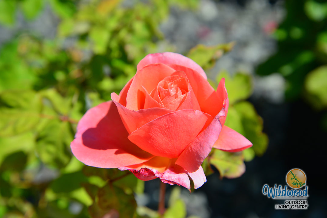 Sweet Mademoiselle - Star Roses and Plants