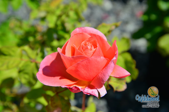 Sweet Mademoiselle - Star Roses and Plants